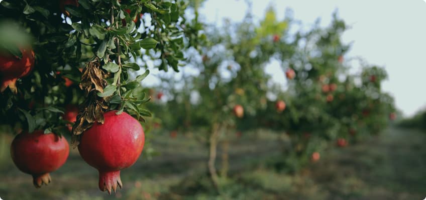 Get your products directly from local farmers.