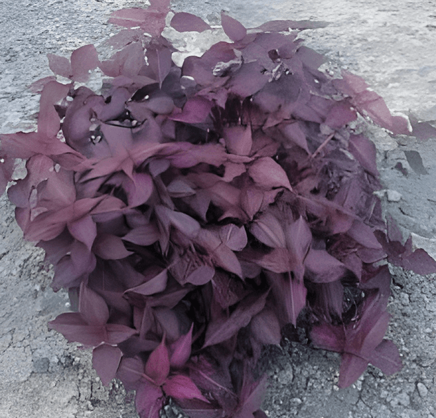 النتيرا جامبو