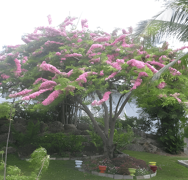 أكاسيا نيدوزا