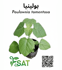 بولونيا (أشجار خشبية)