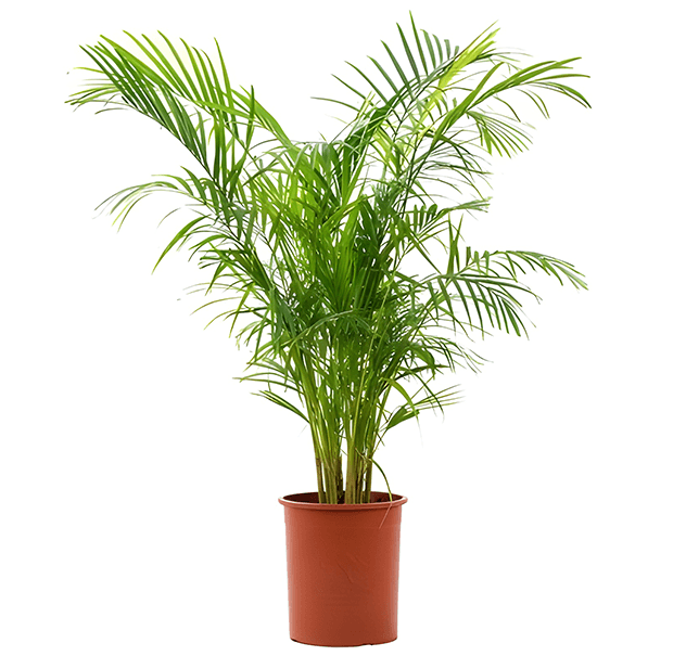 أريكا صفراء