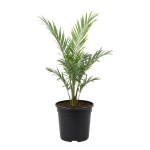 شتلات نخيل مجدول (زراعة أنسجة) - بضمان المعمل البريطاني