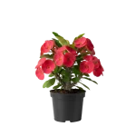 نبات إيفوربيا دم الغزال (إكليل المسيح) - صبار مزهر مستديم