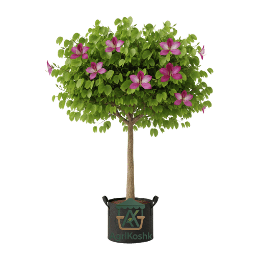 تصميم بدون عنوان (10) شجرة خف الجمل (بوهينيا) - شجرة الأوركيد المزهرة - Image 1