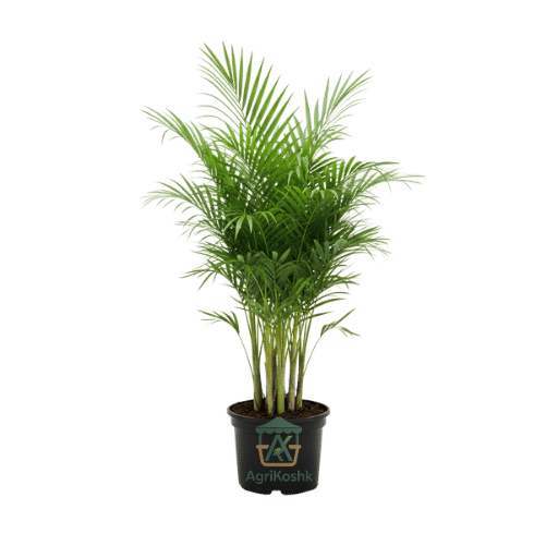 تصميم بدون عنوان (14) نخلة أريكا صفراء (Areca Palm) - نبات التنقية والديكور الداخلي الأول - الصورة 1