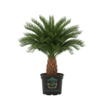 نبات السيكس (Cycas) - أرقى نباتات الزينة الفاخرة بطيئة النمو