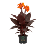 كانا هولندي (Red Leaf Canna) - جمال الأوراق الحمراء والزهور الاستوائية