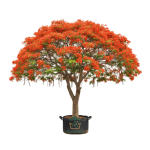 شجرة البوانسيانا الملكية (Red Flame Tree) - حجم كبير جاهز للزراعة