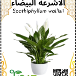 زهرة الشراع (الاشرعة البيضاء)