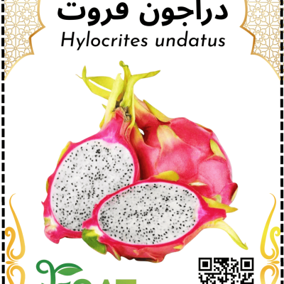 دراجون فروت