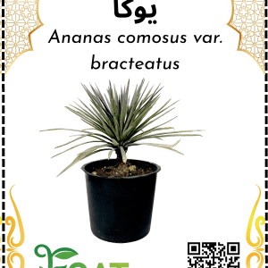 يوكا اناناس