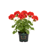 جارونيا (Geranium) - زهور البلكونة والحدائق الأكثر شعبية وألواناً