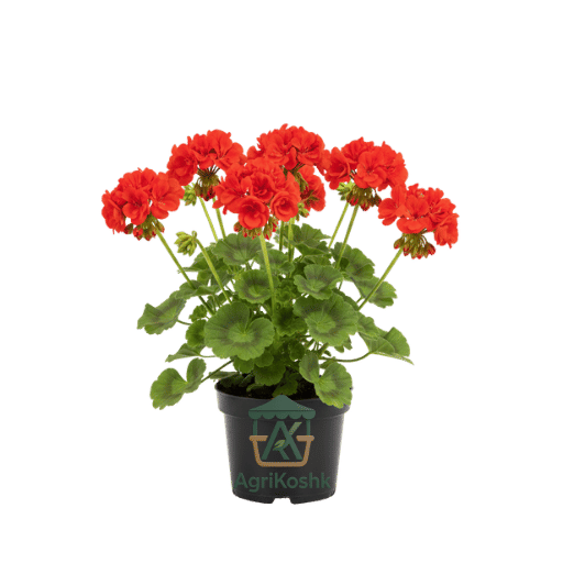 تصميم بدون عنوان (26) جارونيا (Geranium) - زهور البلكونة والحدائق الأكثر شعبية وألواناً - الصورة 1