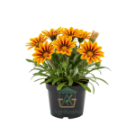 جازانيا (Gazania) - زهور الشمس الملونة والأكثر تحملاً للظروف القاسية