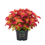 كاليوس (نبات السجاد) - سحر الألوان المخملية والتصاميم الهندسية الطبيعية