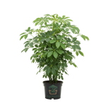 شوفليرا (Schefflera) - شجرة المظلة الأنيقة للديكور المنزلي والمكتبي