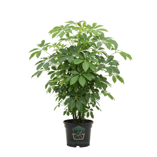 تصميم بدون عنوان (29) شوفليرا (Schefflera) - شجرة المظلة الأنيقة للديكور المنزلي والمكتبي - الصورة 1