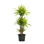 دراسينا ماسنجيانا (Dracaena) - عنوان الفخامة والجمال للديكورات الداخلية