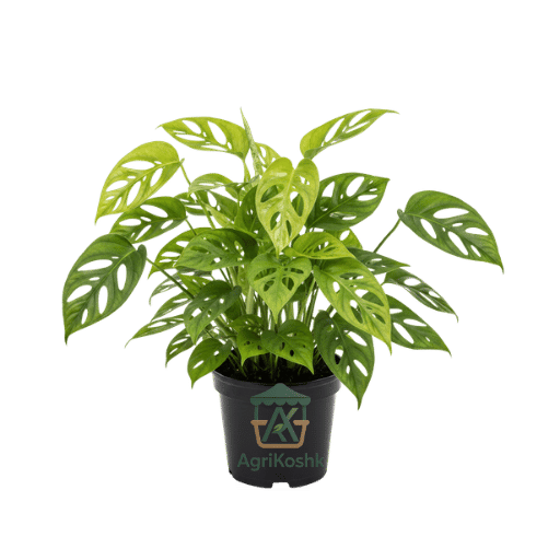 تصميم بدون عنوان (33) مونستيرا أدانسوني (Monstera Adansonii) - نبات "الجبن السويسري" المتسلق والمبهج - Image 1