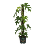 فيلودندرون مالانج (Philodendron) - كف الوزة المتسلق على استيك للفخامة الاستوائية