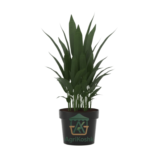 تصميم بدون عنوان (35) أسبريدسترا (نبات الحديد) - أقوى نبات داخلي يتحمل أصعب الظروف في مصر - الصورة 1