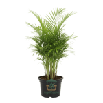 شامايدوريا (Chamaedorea) - نخيل الصالون الأنيق لإضفاء لمسة استوائية هادئة