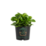 ببروميا (Peperomia) - النبات الشمعي الأنيق والمثالي للمكاتب والمساحات الصغيرة