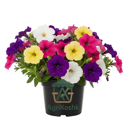 بيتونيا بيتونيا