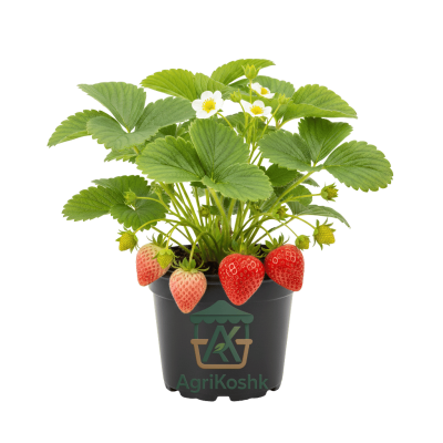 شتلة فراولة