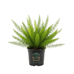 الاسبرجس (فوجير الثعلب) (Foxtail Fern) - لمسة هندسية فريدة وخضرة لا تنتهي