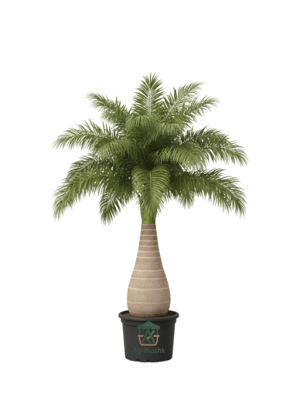 بوتيل بالم بوتيل بالم