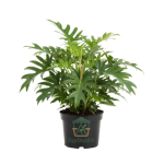 سالومي زنادو