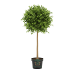 فيكس بنجامينا