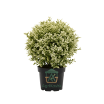 فيكس جينتل (Ficus Gentle) - شجيرة الأناقة المضيئة بالبرقشة البيضاء