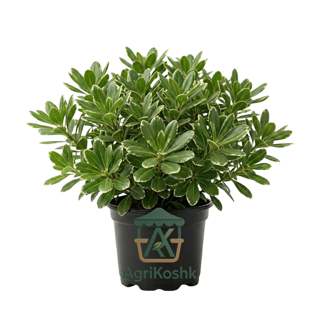 تصميم بدون عنوان (58) بتسبوريوم مبرقش (Pittosporum) - تناسق الطبيعة وهدوء الألوان - Image 1