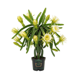 دراجون فروت