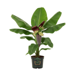 شتلة موز قوية (Sapling) - جاهزة للزراعة والإنتاج