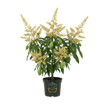 شتلات مانجو مطعومة (أصناف مختارة) - ناعومي، كيت، زبدة، وعويسي وغيرها