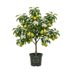 شتلات كمثرى مطعومة (أصناف مختارة)