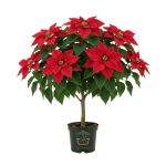 نبات بنت القنصل الأحمر (نجمة الميلاد) - Poinsettia