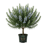 شتلة روزماري (إكليل الجبل) - نبات عطري وطبي ممتاز