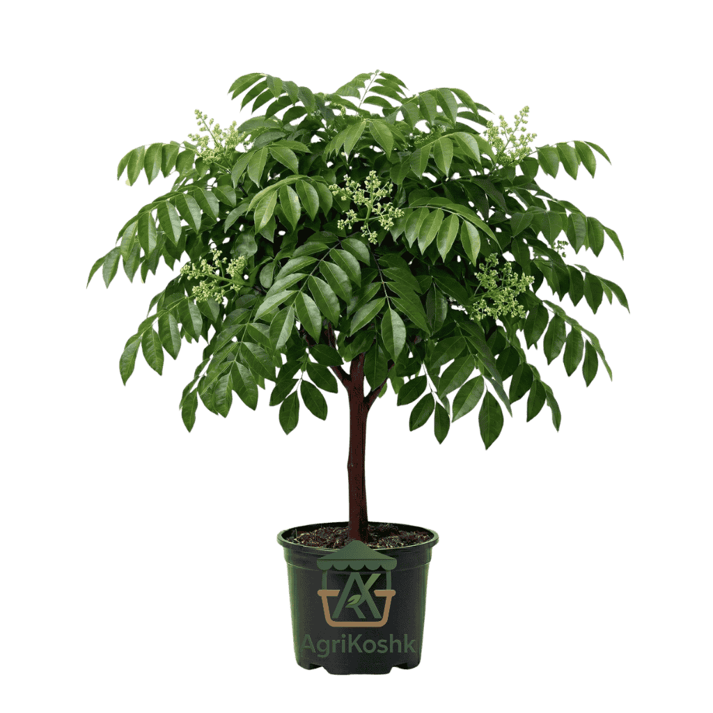 ماهوجني ماهوجني