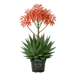 نبات ألوفيرا