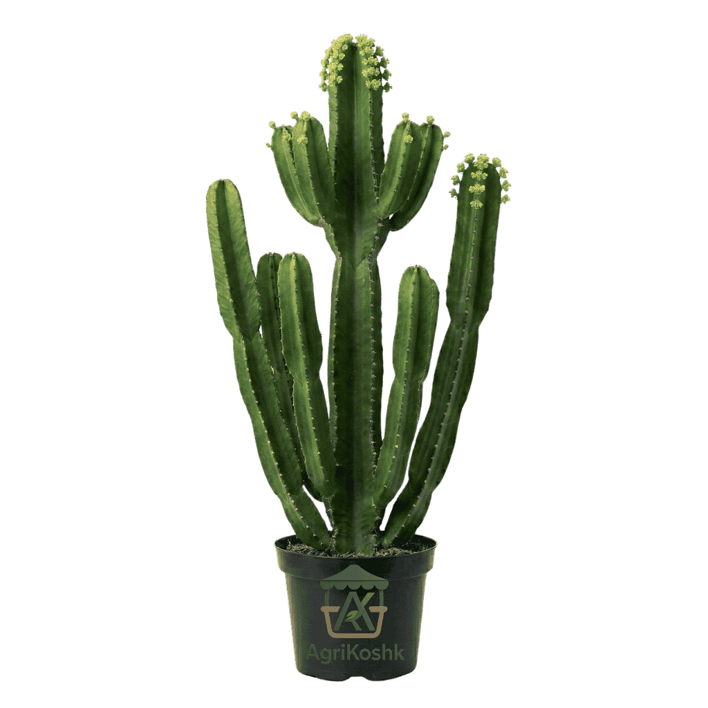 شمعدان شمعدان