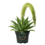 أجاف أتينواتا