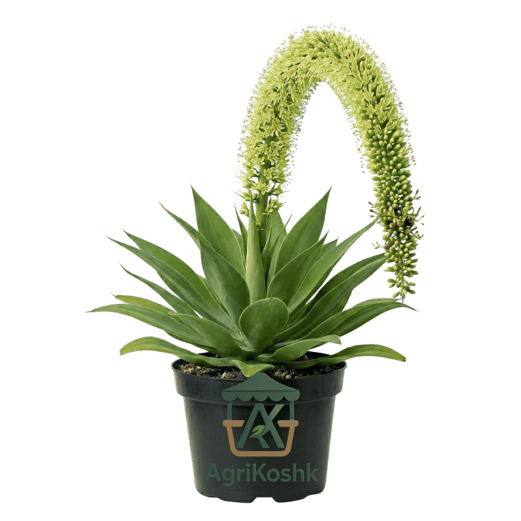 أجاف أتينواتا أجاف أتينواتا