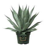 أجاف أمريكانا