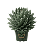 أجاف فيكتوريا ريجينا