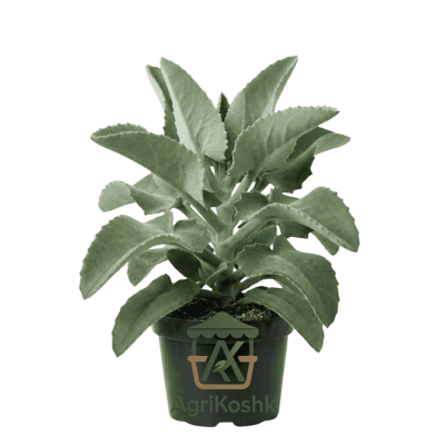 صبار أذن الفيل المخملي