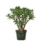 شجرة كراسولا